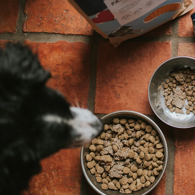 Patentrezept Trockenfutter – Insekten Hundefutter hypoallergen