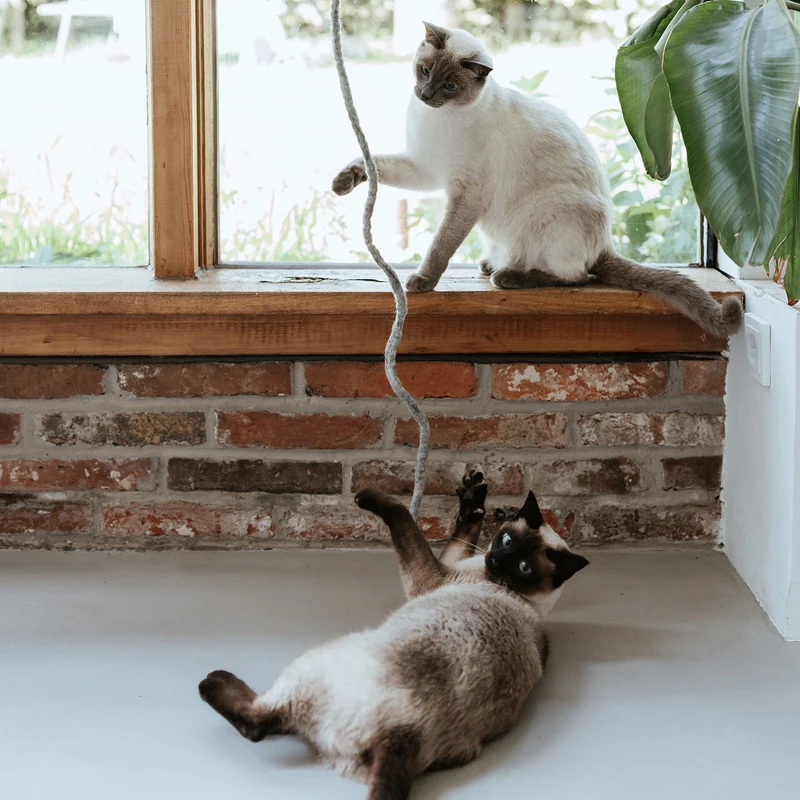 Katzenspielzeug Snaky