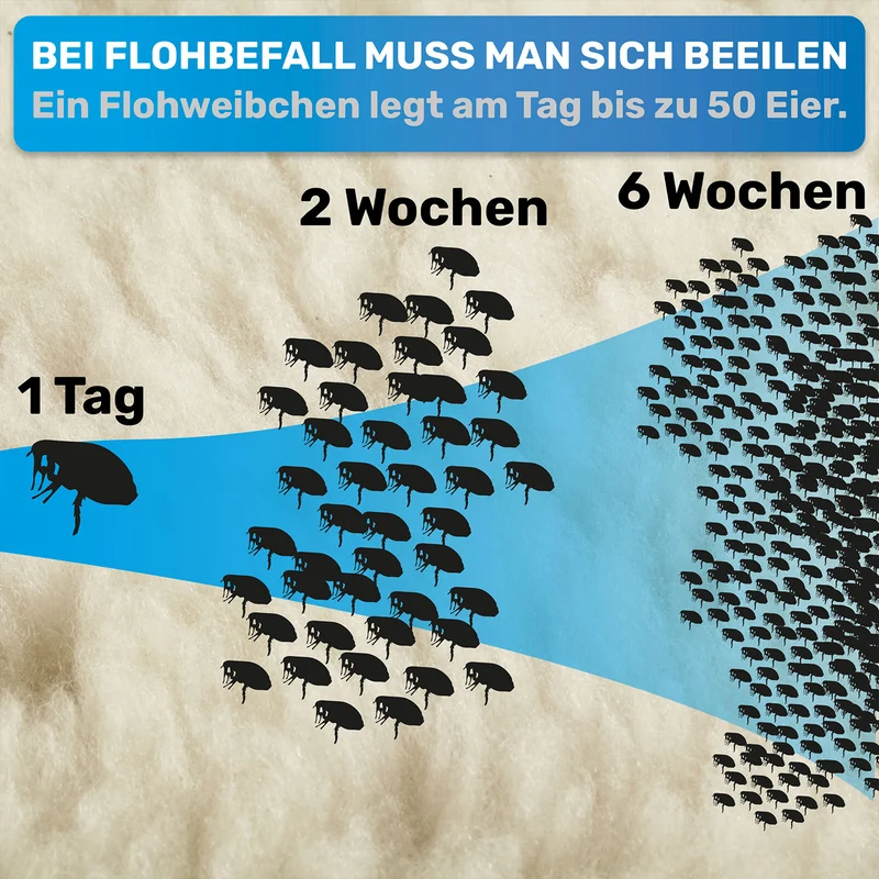 Flohkamm & Flohkarte als Ergänzung zu Flohmittel