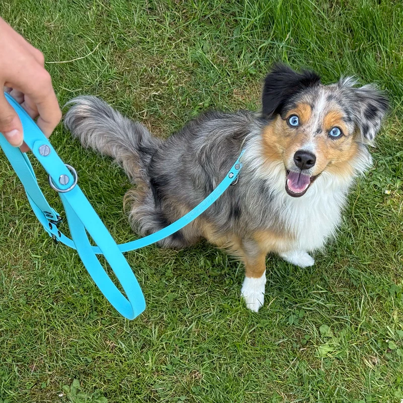 BluePet x CustomPaws BioThane® Hundeleine 3-fach verstellbar