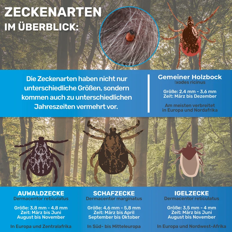 Zeckenkarte mit Lupe, Zeckenentferner