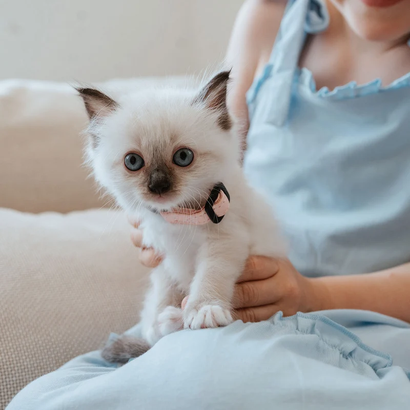 Katzenhalsband Luna