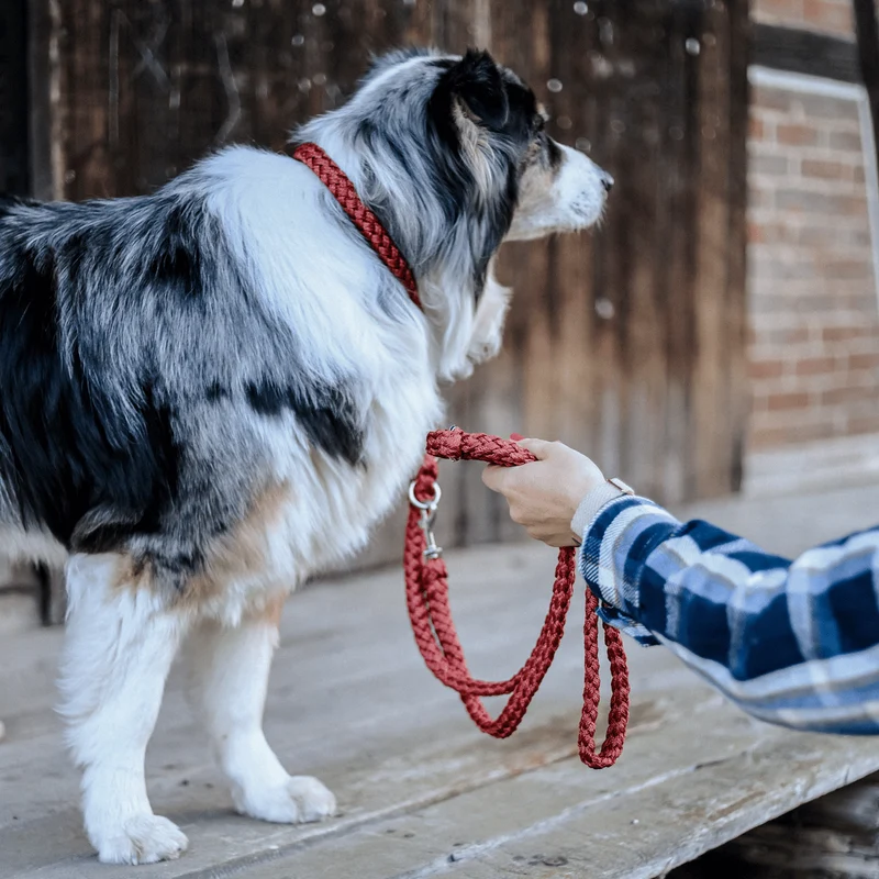Hundehalsband Tauwerk Bordeaux