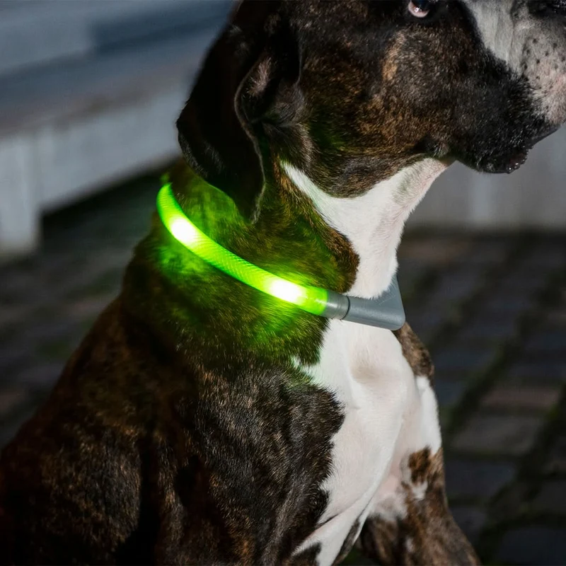 Hundehalsband Leuchtie® Plus Neongrün