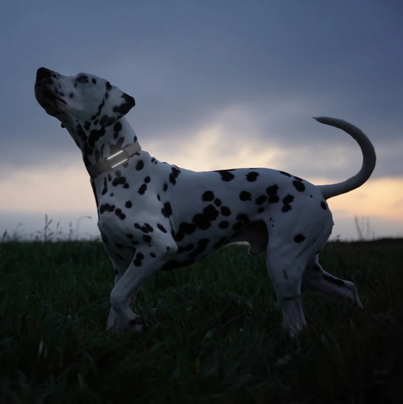 GPS Tracker Tractive Dog 6