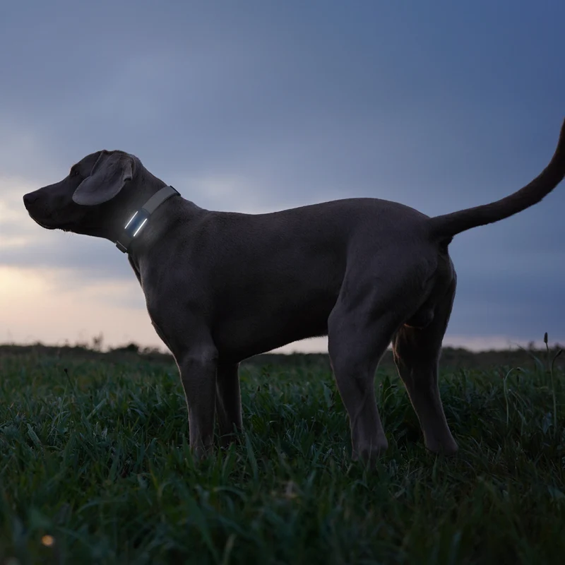 GPS Tracker Tractive Dog 6