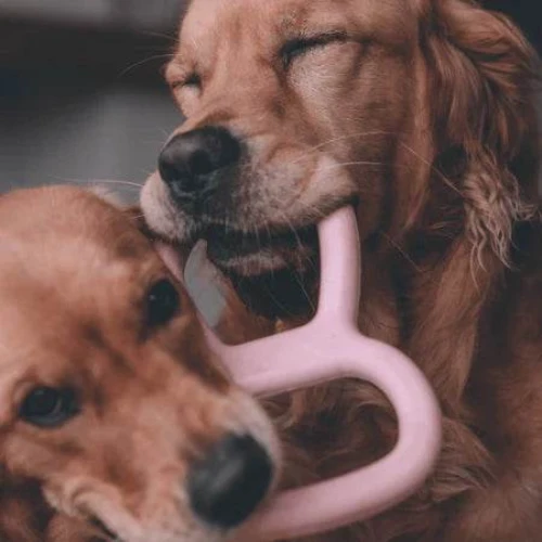 Beco Tough Tugger – Tauziehspielzeug für Hunde