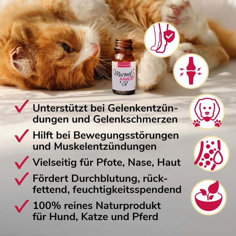 Murmelwunderöl für Muskeln, Gelenke bei Entzündungen