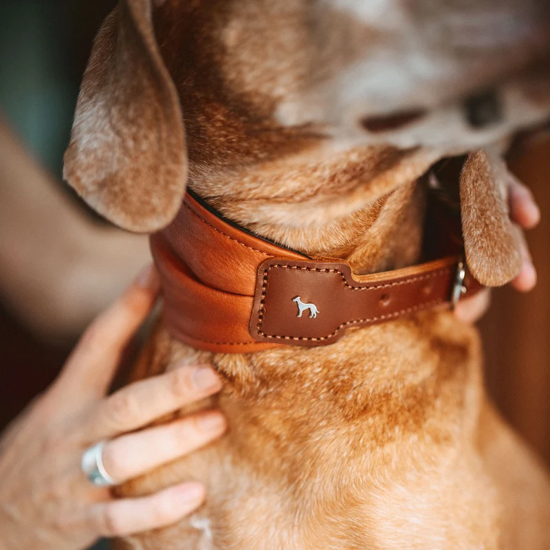ARVIKA Set Halsband & Leine | cognac