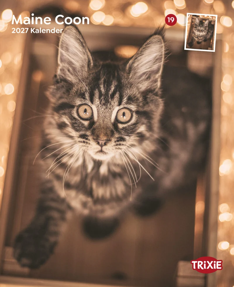 Kalender Maine Coon Katzen