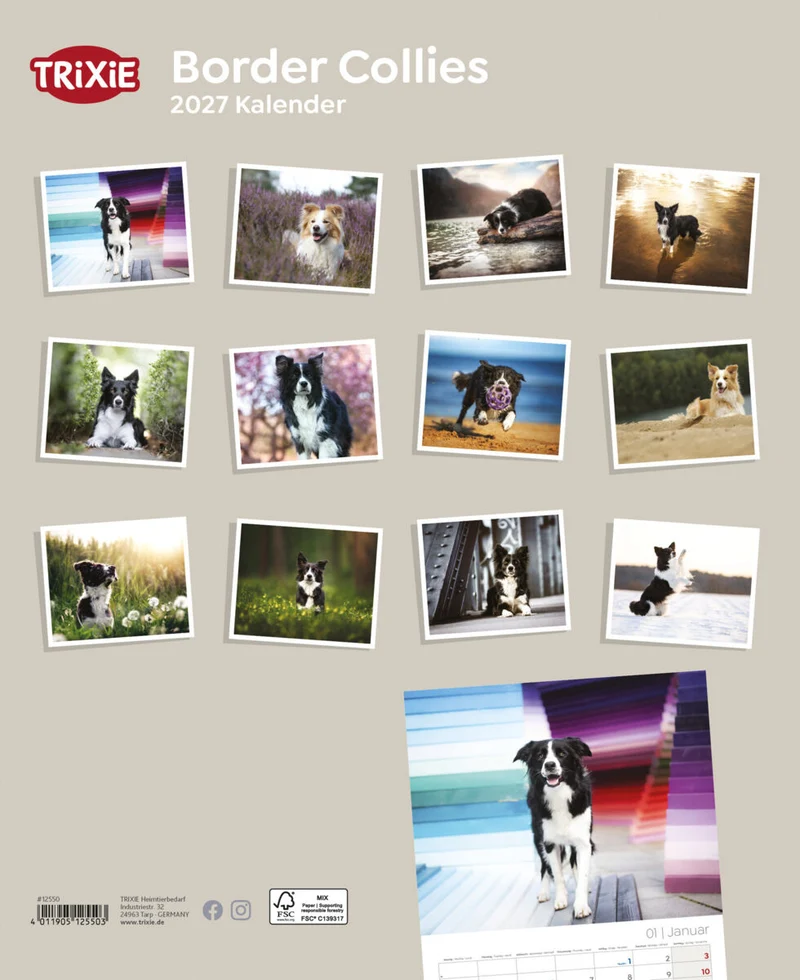 Kalender Border Collies