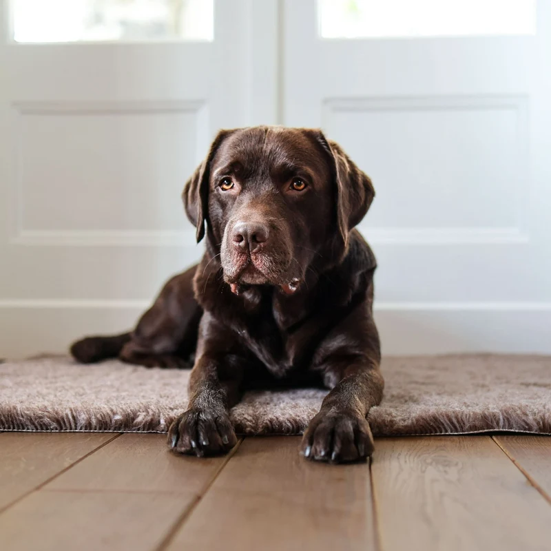 Hundematte VetBed