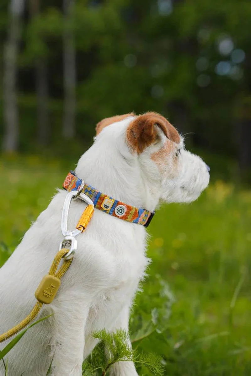 Woolly Wolf Halsband Nightless Night – nachhaltig & robust