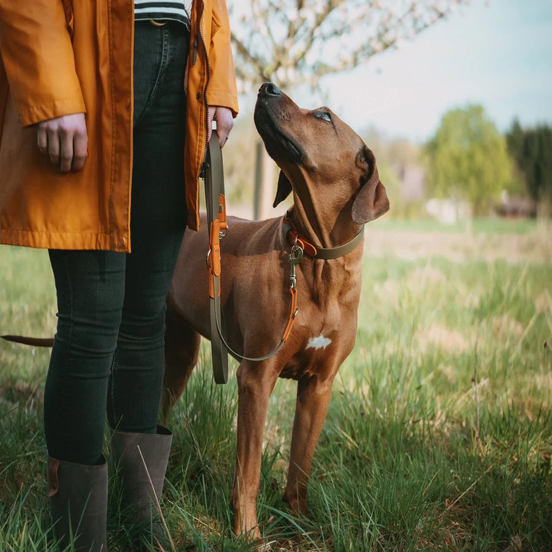 Halsband Wolmar BioThane® x Leder