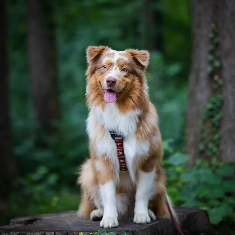 Woolly Wolf Woodland Hundegeschirr – nachhaltig & verstellbar
