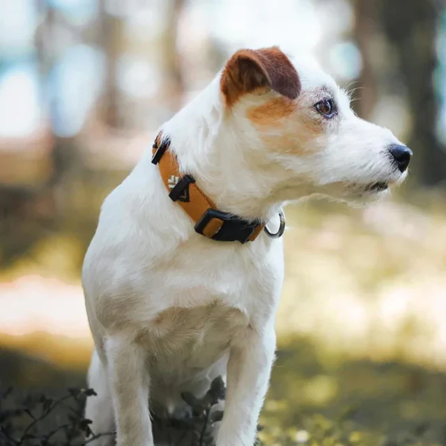 Woolly Wolf Halsband Sea to Summit – nachhaltig & robust