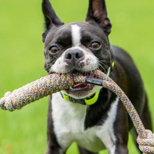 Treusinn Spiely Rainbow – Hundespielzeug aus Segeltau