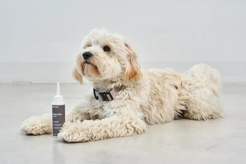 Orecchio Ohrenreiniger