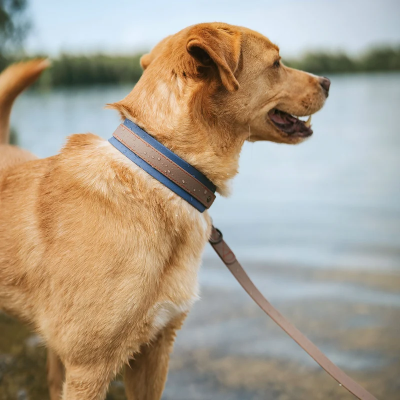 Halsband Havanna