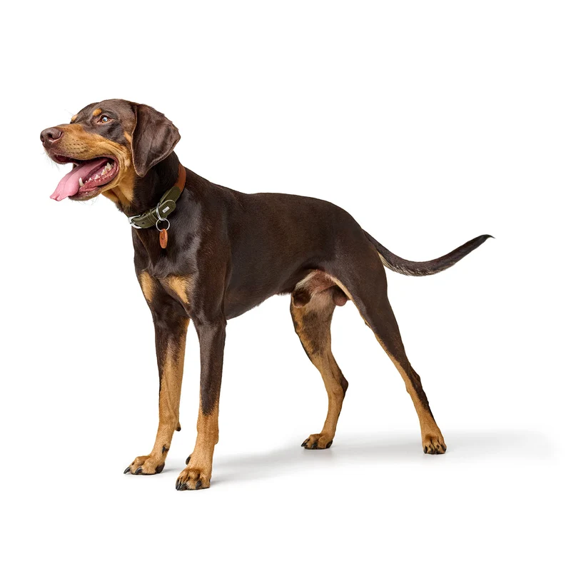 Halsband Lemvig
