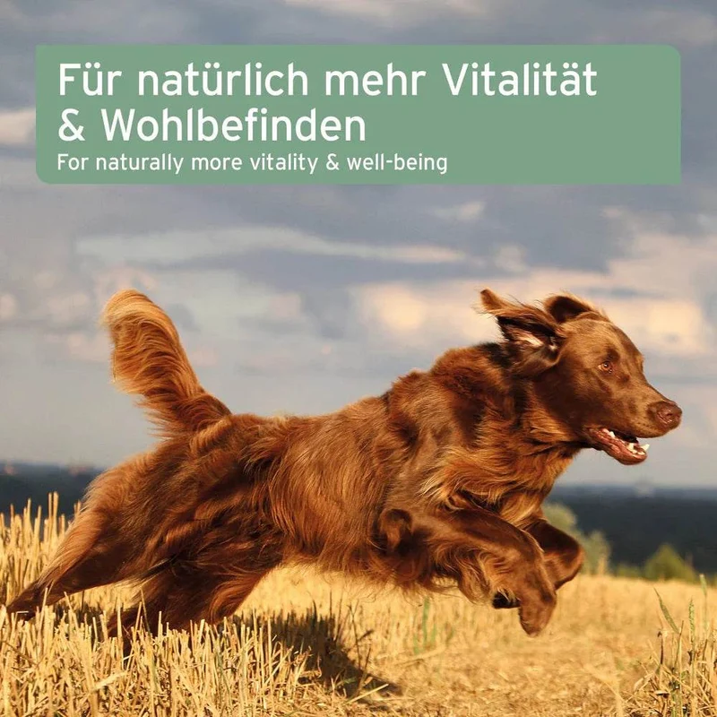 AniForte Lachsöl – Omega-3 für Hunde & Katzen