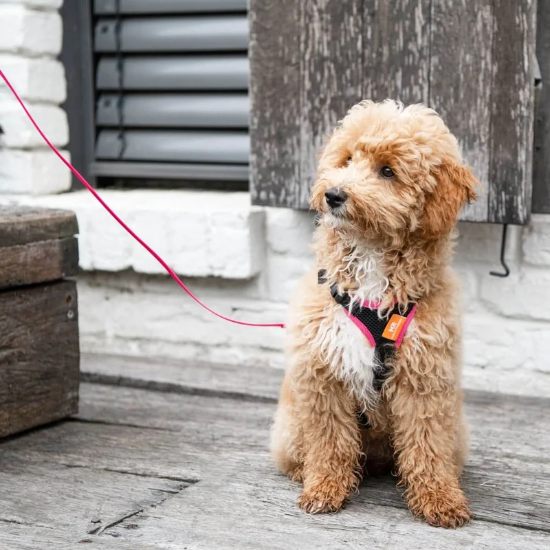 Welpenleine und Minihund BIOTHANE®