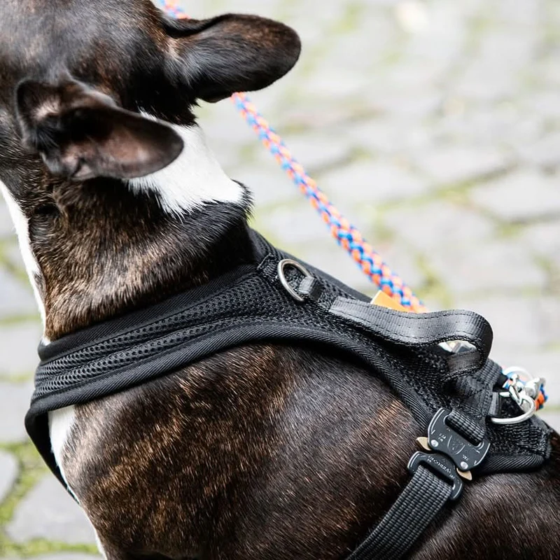 Hundegeschirr Auto