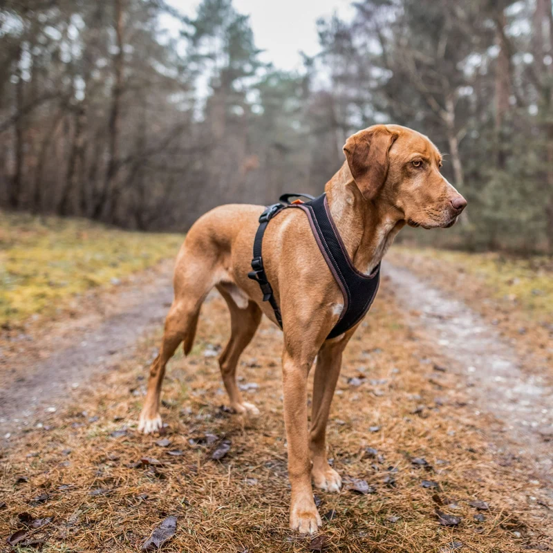 Hundegeschirr Standard