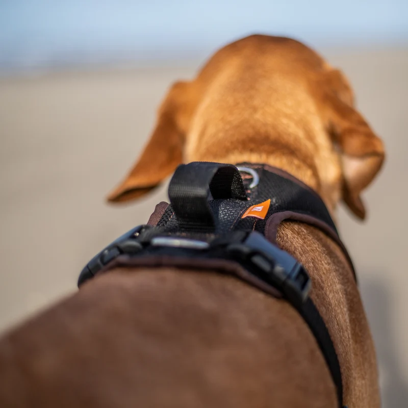 Hundegeschirr Standard