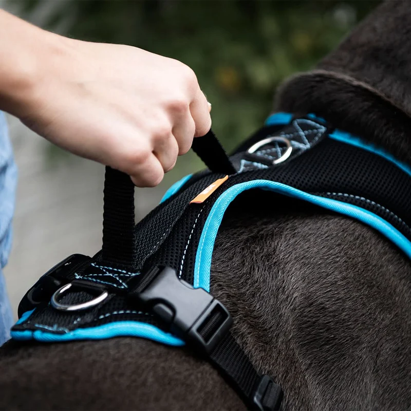 Hundegeschirr Standard