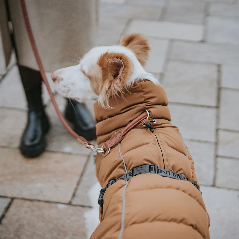 Hundemantel Paxson
