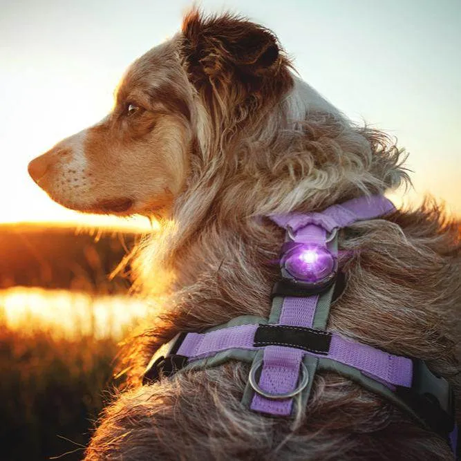 Orbiloc Dog Dual Safety Light – LED-Hundelicht