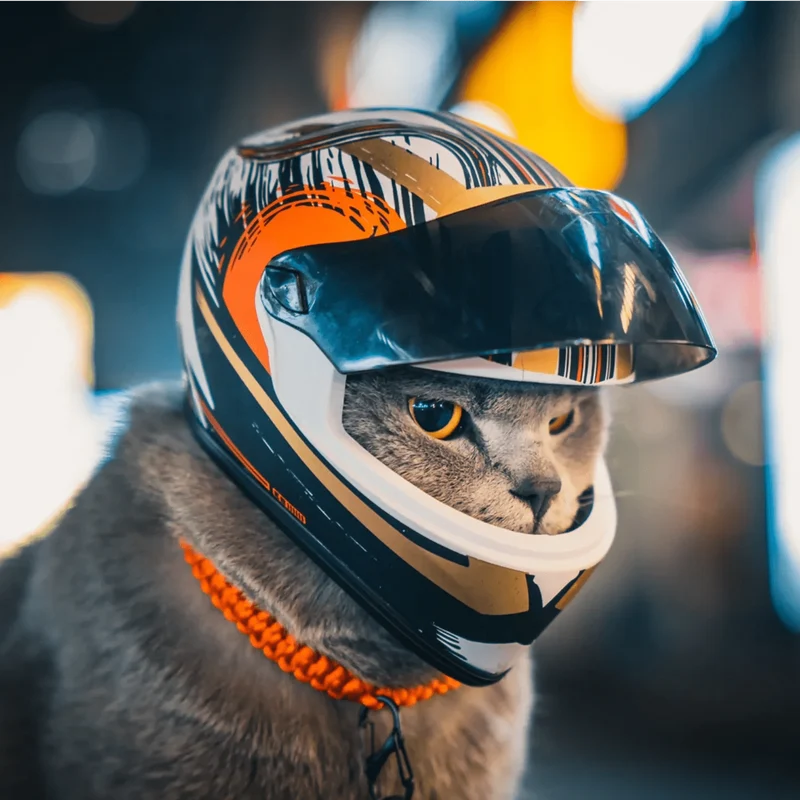Mini-Capacete para Cães ou Gatos