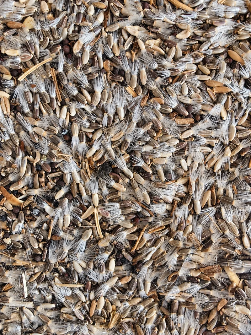 Premium-Mischung aus kleiner Distel und Wegwarte (1 kg) – Kräuter-Vogelfutter