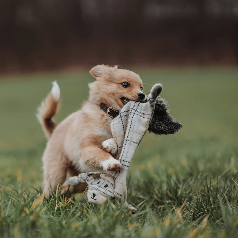 Hundespielzeug Billund flach für Hunde