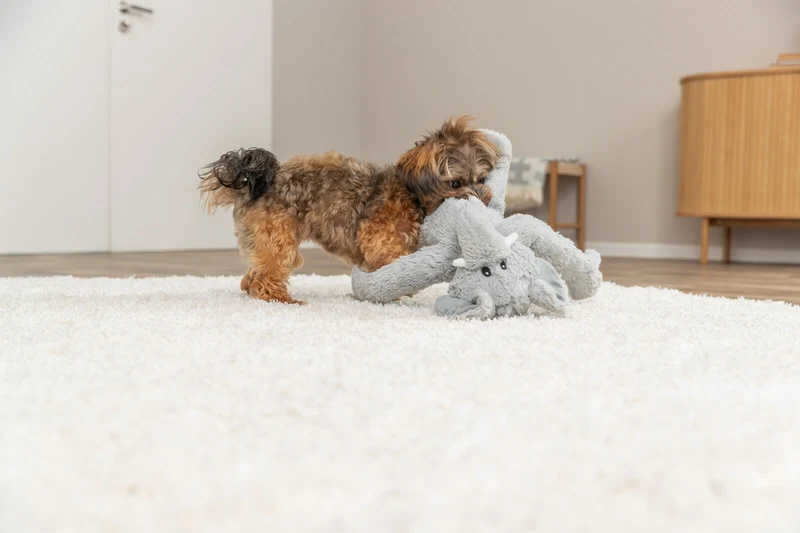 Hundespielzeug Elefant aus Plüsch mit Quietscher