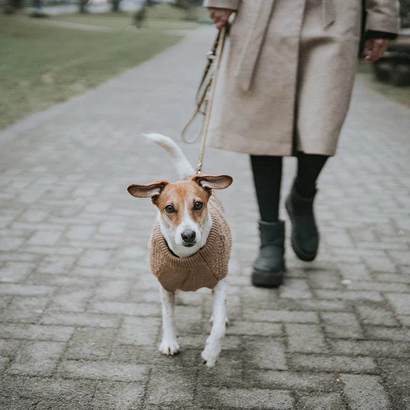 Hundepullover Malmö