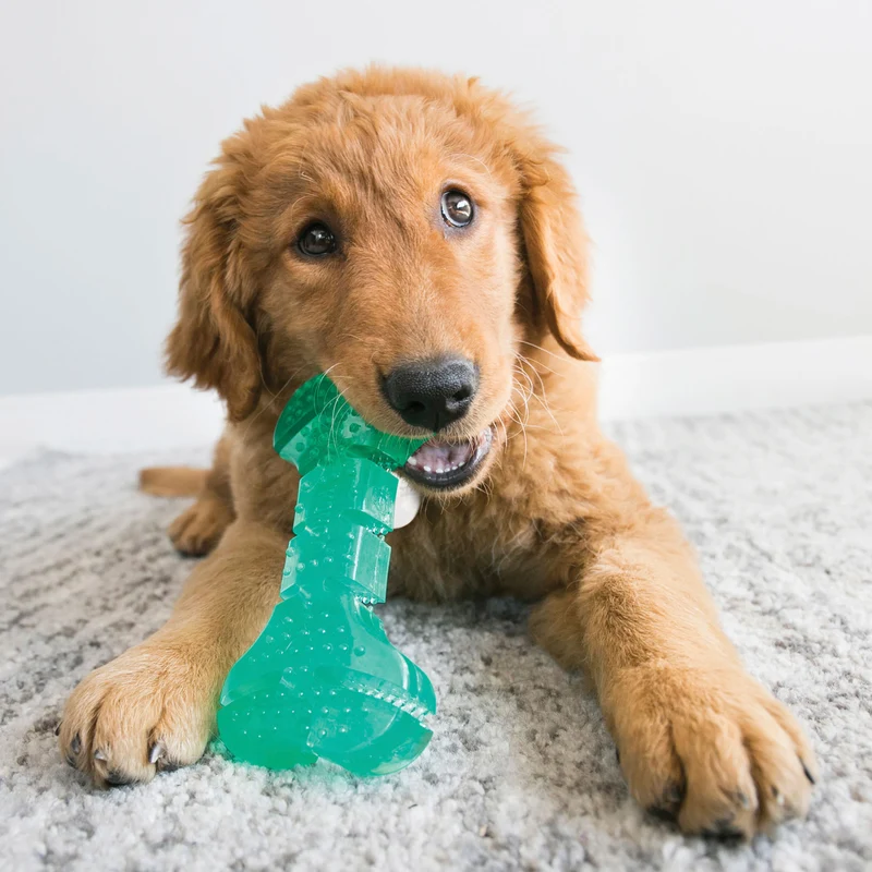 Hundespielzeug KONG® Squeezz® Dental Stick