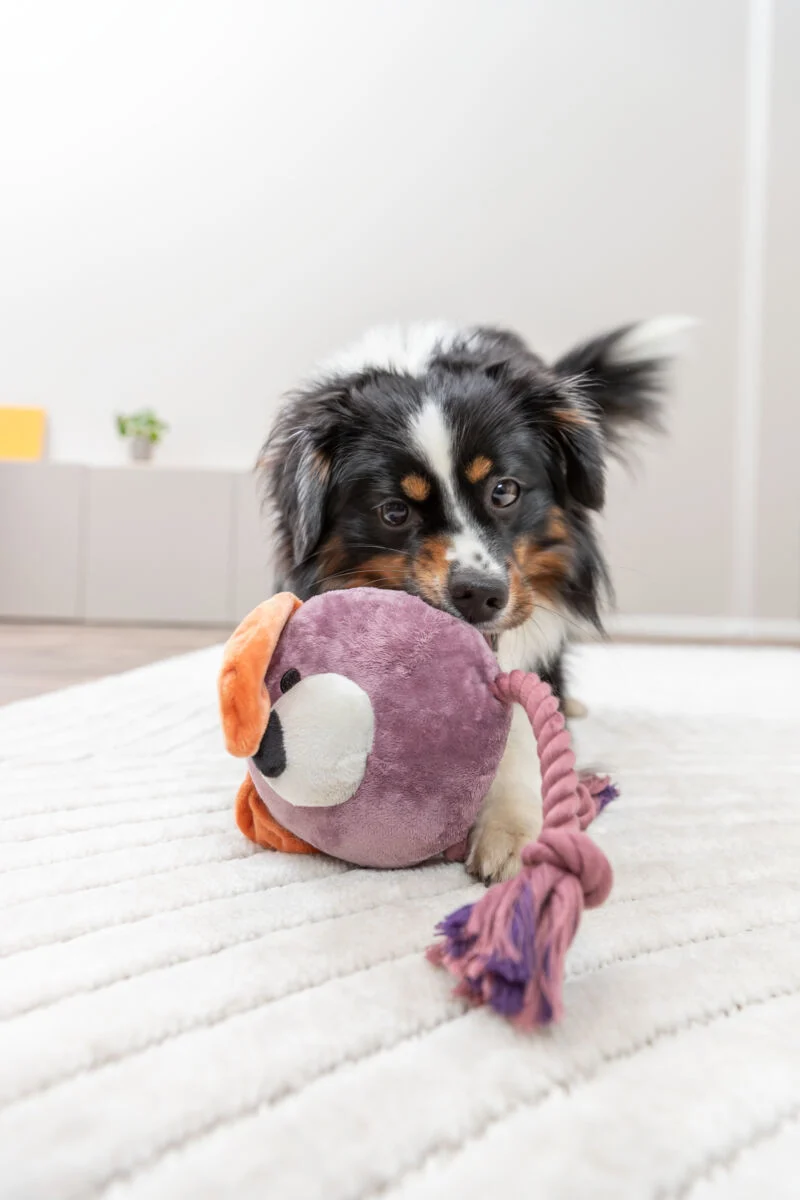 Hundespielzeug Plüschhund am Tau mit Quietscher