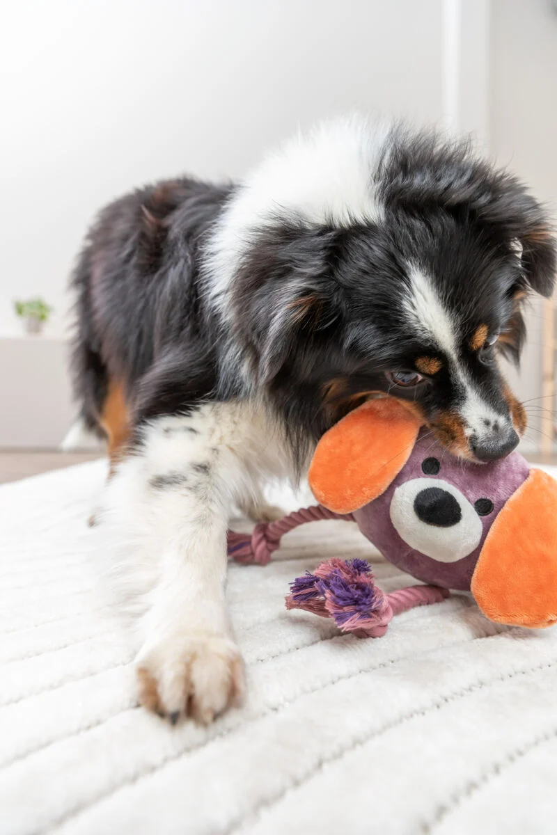Hundespielzeug Plüschhund am Tau mit Quietscher