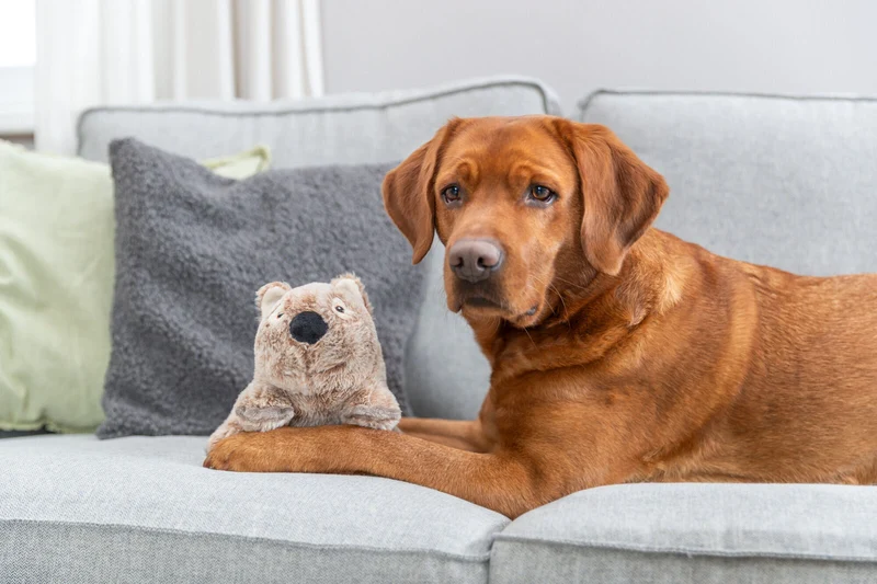 Hundespielzeug Wombat aus Plüsch