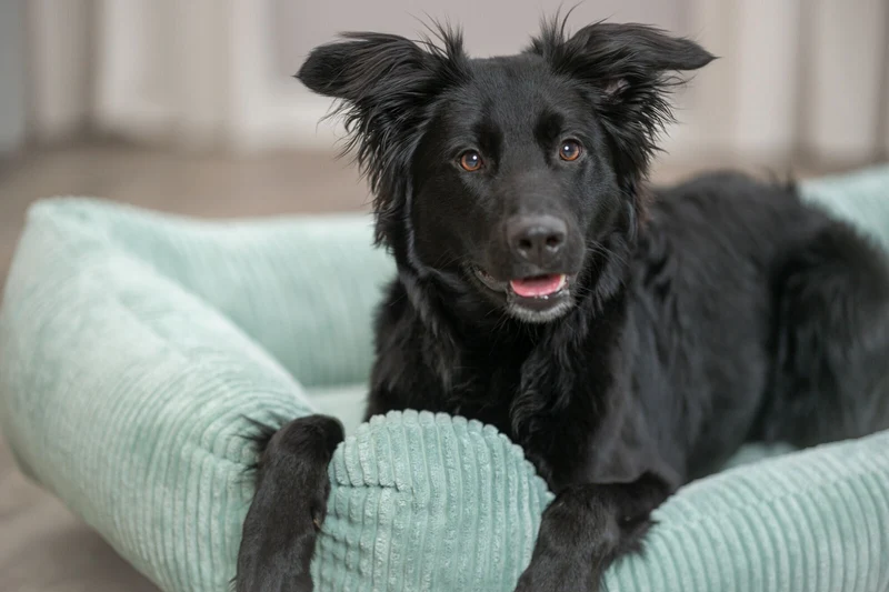 Orthopädisches Cord-Bett für Hunde und Katzen mit Rand und Memory-Foam