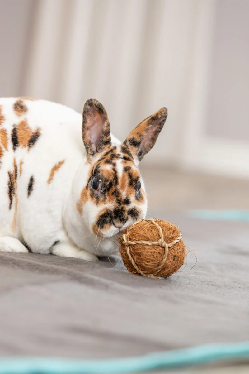 Kokosball