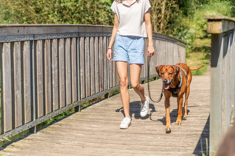 Premium Active Geschirr