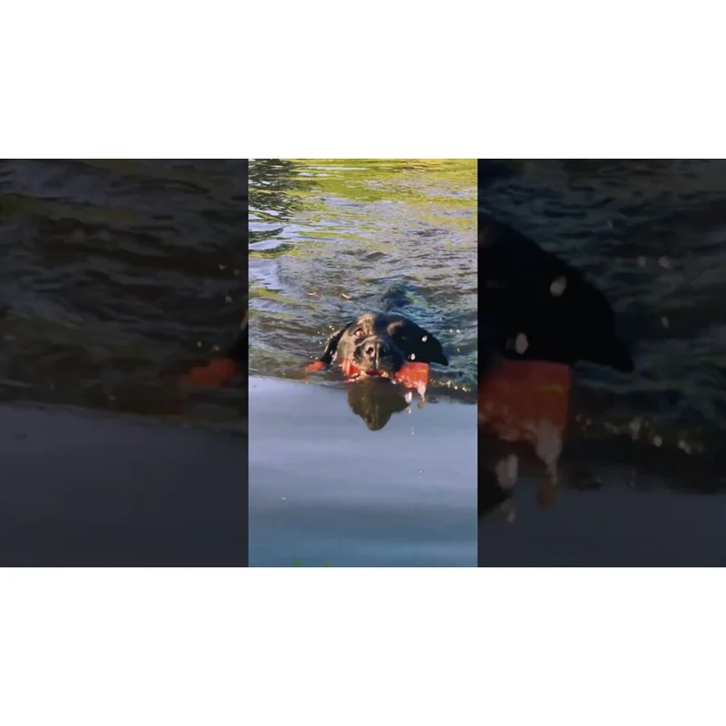 Dog Comets Bobber Schwimmspielzeug – Robustes Outdoor Hundespielzeug für Wasser & Land