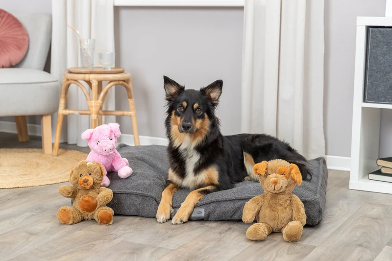 Hundespielzeug Teddy Plüsch, quietscht