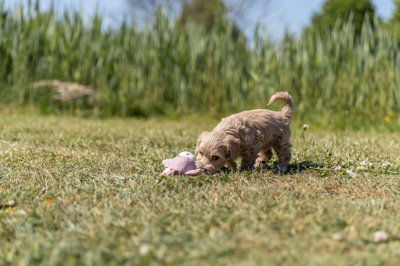 Junior Hase