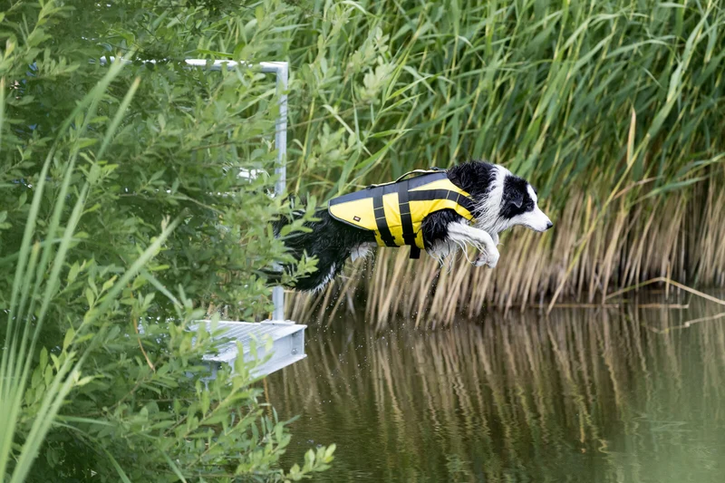 Schwimmweste für Hunde mit Reflektorstreifen und Griff