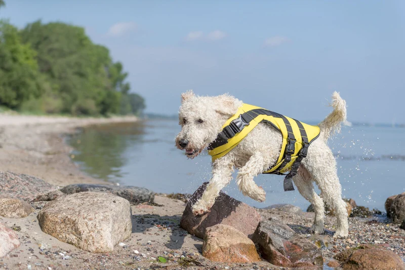 Schwimmweste für Hunde mit Reflektorstreifen und Griff