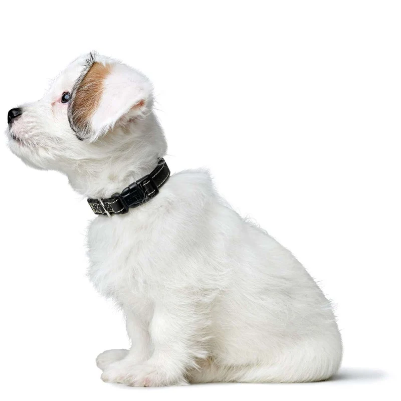 Halsung Canadian Up für kleine Hunde